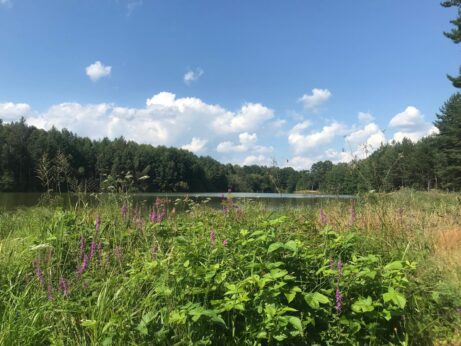 Lesní mysl - inspirace z knihy