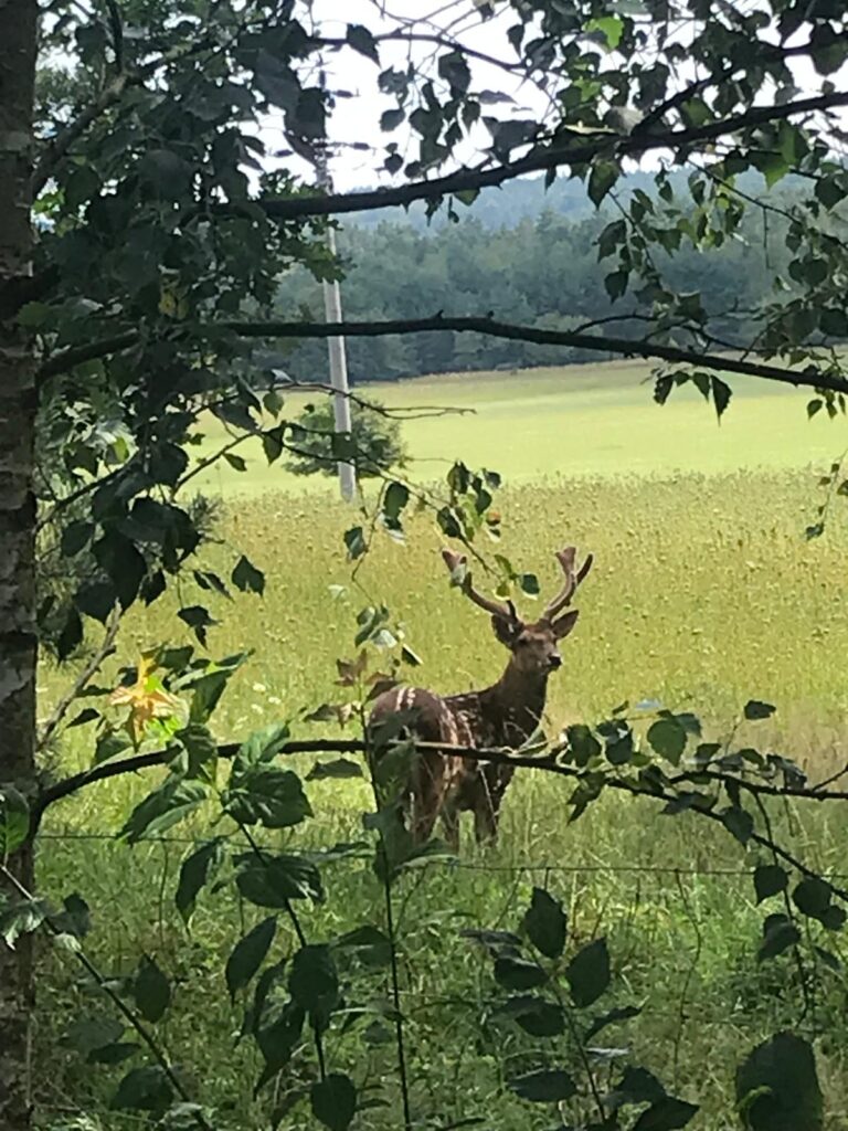 Lesní mysl - inspirace z&nbsp;knihy